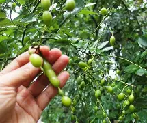 包含(f?:H逐?偢S5?I?8?猐d?櫆h璄v账-钙WR的词条